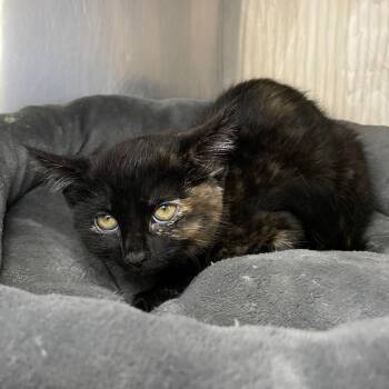 Domestic Short Hair Cats Available for Adoption in Roanoke, Virginia - Wednesday | PetCurious