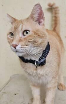 Quesito -  Domestic Short Hair Cat for Adoption in Naranjito, Naranjito - Quesito | PetCurious