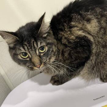 Malcolm -  Domestic Medium Hair Cat for Adoption in Tampa, Florida - Malcolm | PetCurious