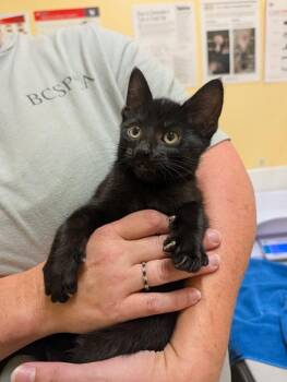 Muffy -  Domestic Short Hair Cat for Adoption in Sechelt, British Columbia - Muffy | PetCurious
