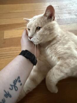 Chance -  Domestic Short Hair Cat for Adoption - Chance | PetCurious