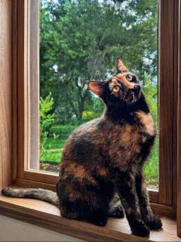 LuLuBelle -  Tortoiseshell Cat for Adoption in Allen, Texas - LuLuBelle | PetCurious