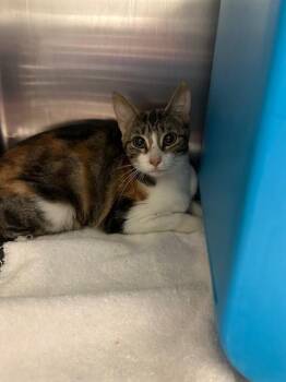 Domestic Short Hair Cats Available for Adoption - MISTY | PetCurious