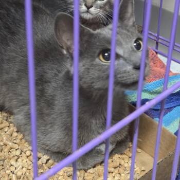 Dazzle -  Domestic Short Hair Cat for Adoption in Branson, Missouri - Dazzle | PetCurious