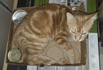 Souvenir -  Domestic Short Hair Cat for Adoption in Fort Collins, Colorado - Souvenir | PetCurious