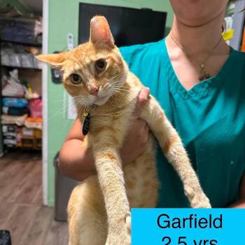 Garfield -  Domestic Short Hair Cat for Adoption in Tampa, Florida - Garfield | PetCurious