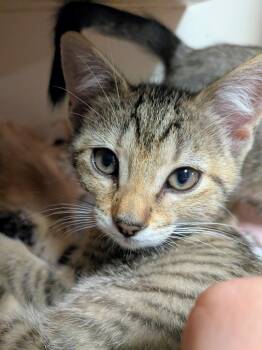 Roxie -  Domestic Short Hair Cat for Adoption in North Richland Hills, Texas - Roxie | PetCurious