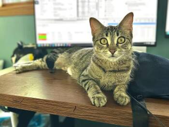 Aimee Leigh -  Domestic Short Hair Cat for Adoption in Stoughton, Wisconsin - Aimee Leigh | PetCurious