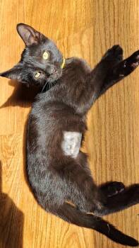 Domestic Short Hair Cats Available for Adoption in Lansing, Michigan - Daffodil (26-072 C) | PetCurious