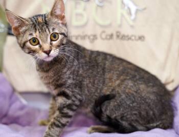 Gabby -  Tabby and Domestic Short Hair Cat for Adoption in Garland, Texas - Gabby | PetCurious