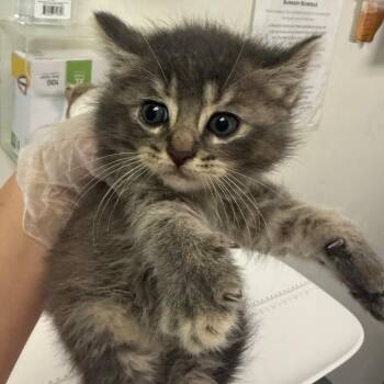 Christmas -  Domestic Medium Hair Cat for Adoption in Charleston, West Virginia - Christmas | PetCurious