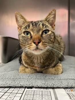 Merry -  Domestic Short Hair Cat for Adoption in Murray, Kentucky - Merry | PetCurious