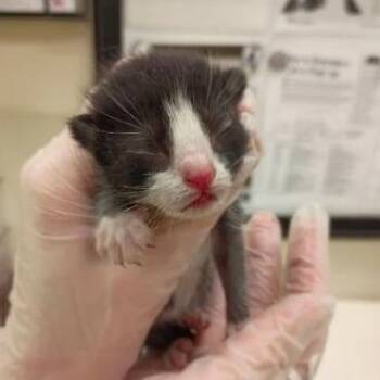 A Little Dream -  Domestic Short Hair Cat for Adoption in Lynchburg, Virginia - A Little Dream | PetCurious