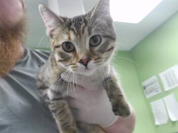 DAFFODIL -  Domestic Short Hair Cat for Adoption in Omaha, Nebraska - DAFFODIL | PetCurious