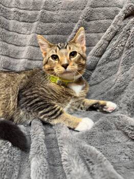 Costa -  Domestic Short Hair Cat for Adoption in Alexandria, Minnesota - Costa | PetCurious