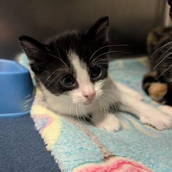 Odysseus -  Domestic Short Hair Cat Available for Adoption in Titusville, Florida - Odysseus | PetCurious