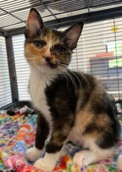 Ursula -  Domestic Short Hair Cat for Adoption in Stafford, Virginia - Ursula | PetCurious