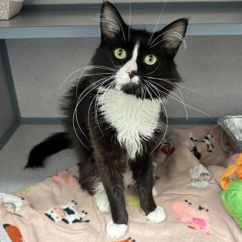 Fork Lift -  Domestic Medium Hair Cat for Adoption in Waterloo, Iowa - Fork Lift | PetCurious