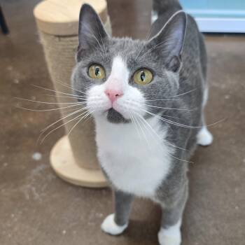 Rescue Domestic Short Hair Cats for Adoption in Nashville, Tennessee - Cleo | PetCurious