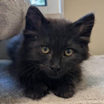 Domestic Long Hair Cats Available for Adoption in Sonoma, California - Sirius Black | PetCurious