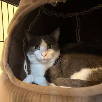 Nightlight -  Domestic Short Hair Cat for Adoption in Melbourne, Arkansas - Nightlight | PetCurious
