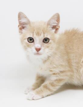 Biscuit will make biscuits all day long LOVER CUDDLER -  Tabby and Maine Coon Cat for Adoption in Bedford Hills, New York - Biscuit Will Make Biscuits All Day Long LOVER CUDDLER | PetCurious