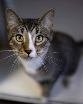 Rescue Domestic Short Hair Cats for Adoption in Fremont, Ohio - Jabba The Cat | PetCurious