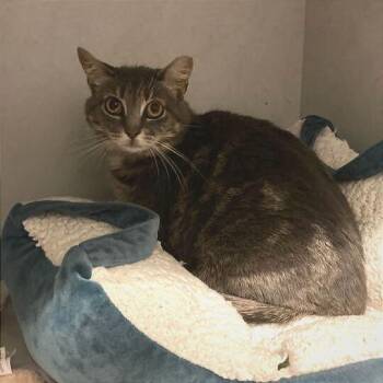 Domestic Short Hair Cats Available for Adoption in Dayton, Ohio - Sparrow | PetCurious