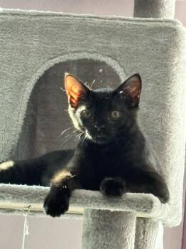 Licorice -  Domestic Short Hair Cat for Adoption in West Mifflin, Pennsylvania - Licorice | PetCurious