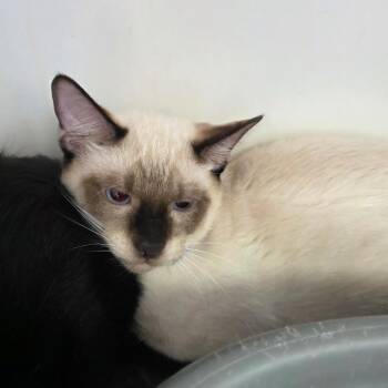 Kevin -  Domestic Short Hair and Siamese Cat for Adoption in Duncan, Oklahoma - Kevin | PetCurious
