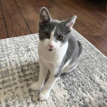 Rescue Domestic Short Hair Cats for Adoption in Houston, Texas - Stevie Ray | PetCurious