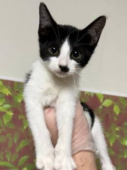 Medina -  Domestic Short Hair Cat for Adoption in San Antonio, Texas - Medina | PetCurious