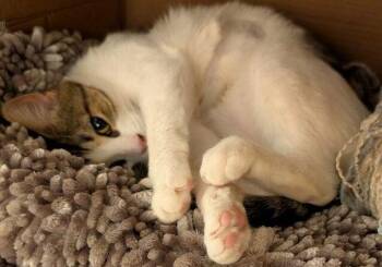 Domestic Short Hair Cats Available for Adoption - Clementine | PetCurious