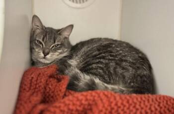 Bodie -  Domestic Short Hair Cat for Adoption in Winnipeg, Manitoba - Bodie | PetCurious