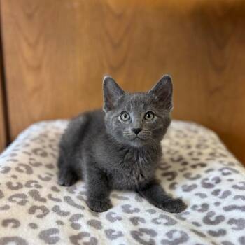 Arco--In Foster -  Domestic Short Hair Cat for Adoption in Fargo, North Dakota - Arco--In Foster | PetCurious
