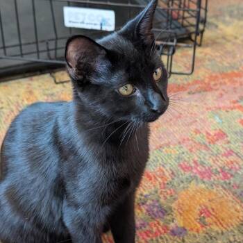 Luke -  Domestic Short Hair Cat for Adoption in Los Angeles, California - Luke | PetCurious