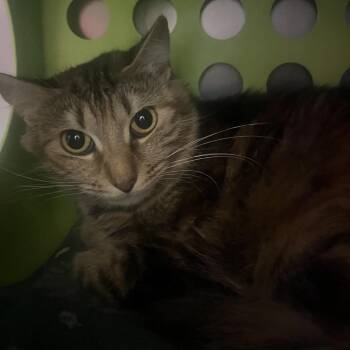 Stormi -  Domestic Medium Hair Cat for Adoption in Providence, Rhode Island - Stormi | PetCurious