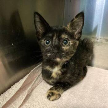 Mocha -  Domestic Short Hair Cat for Adoption in Dayton, Ohio - Mocha | PetCurious