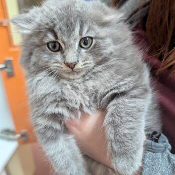 Domestic Long Hair Cats Available for Adoption in Potomac, Maryland - Jade | PetCurious