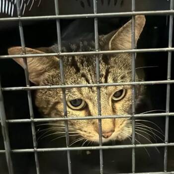 Defoe -  Domestic Short Hair Cat for Adoption in Huntington, West Virginia - Defoe | PetCurious
