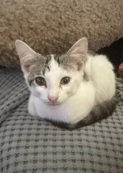 Mochie -  Domestic Short Hair Cat for Adoption in Hammond, Indiana - Mochie | PetCurious