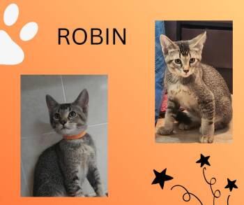 Rescue Domestic Medium Hair Cats for Adoption in Tama, Iowa - Robin | PetCurious