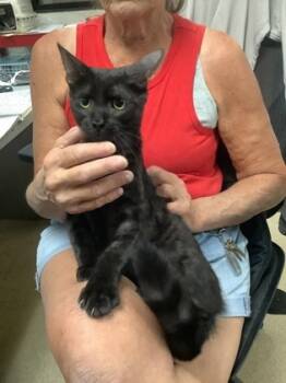 Rescue Domestic Medium Hair and Domestic Short Hair Cats for Adoption in Fort Worth, Texas - Epic (22) | PetCurious