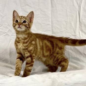Erik the Red -  Tabby and Domestic Short Hair Cat for Adoption in Tulsa, Oklahoma - Erik The Red | PetCurious