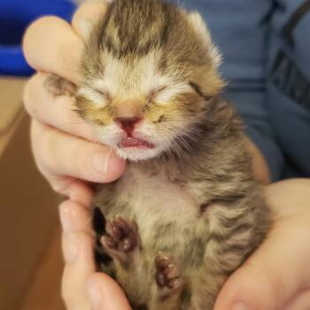 Teagan -  Domestic Short Hair Cat for Adoption in Muncie, Indiana - Teagan | PetCurious