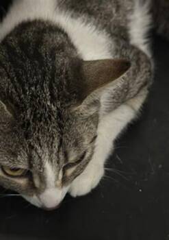 Domestic Short Hair Cats Available for Adoption in Derwood, Maryland - FIONA | PetCurious