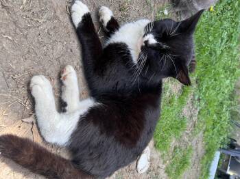 Domestic Short Hair Cats Available for Adoption in Randolph, Alabama - Jules | PetCurious