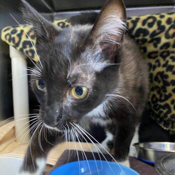 Admiral -  Domestic Short Hair Cat for Adoption in Walker, Michigan - Admiral | PetCurious