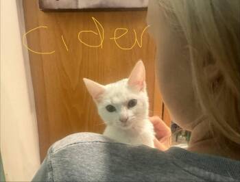 C342 Litter Cider -  Domestic Short Hair Cat for Adoption in Livonia, Michigan - C342 Litter Cider | PetCurious