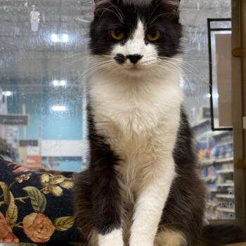 Dorrito -  Domestic Medium Hair Cat for Adoption in Los Angeles, California - Dorrito | PetCurious
